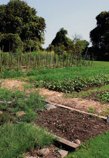 Vineyard